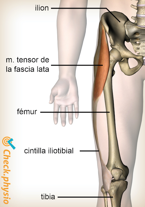 afbeelding_alt_knie-tractus-iliotibialis-musculus-tensor-fasciae-latae-spier