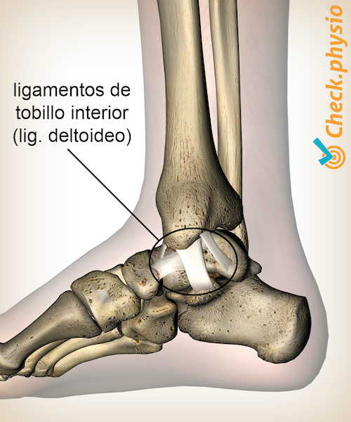afbeelding_alt_enkel-binnenste-mediale-enkelbanden-ligamentum-deltoideum